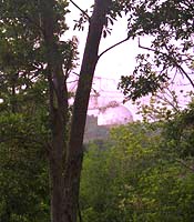 Arecibo through the trees